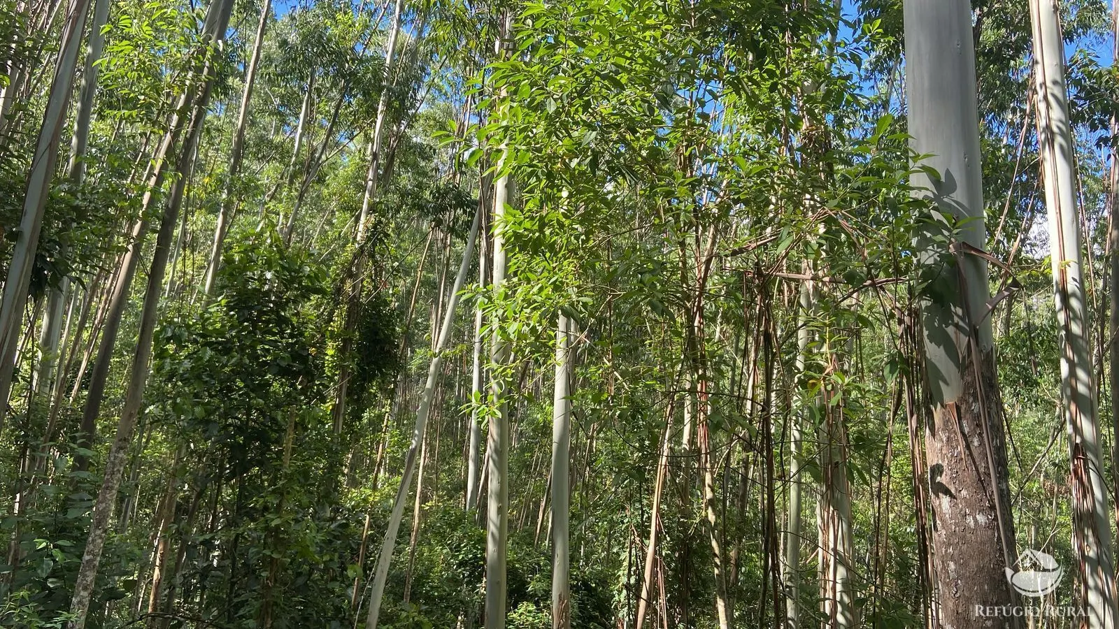 Fazenda à venda de 169 ha em Paraibuna, SP, Brasil