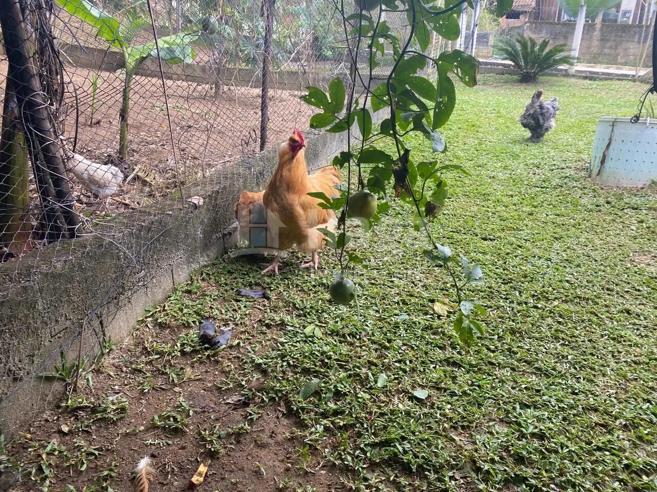 Chácara à venda de 2.600 m² em Major Gercino, SC, Brasil