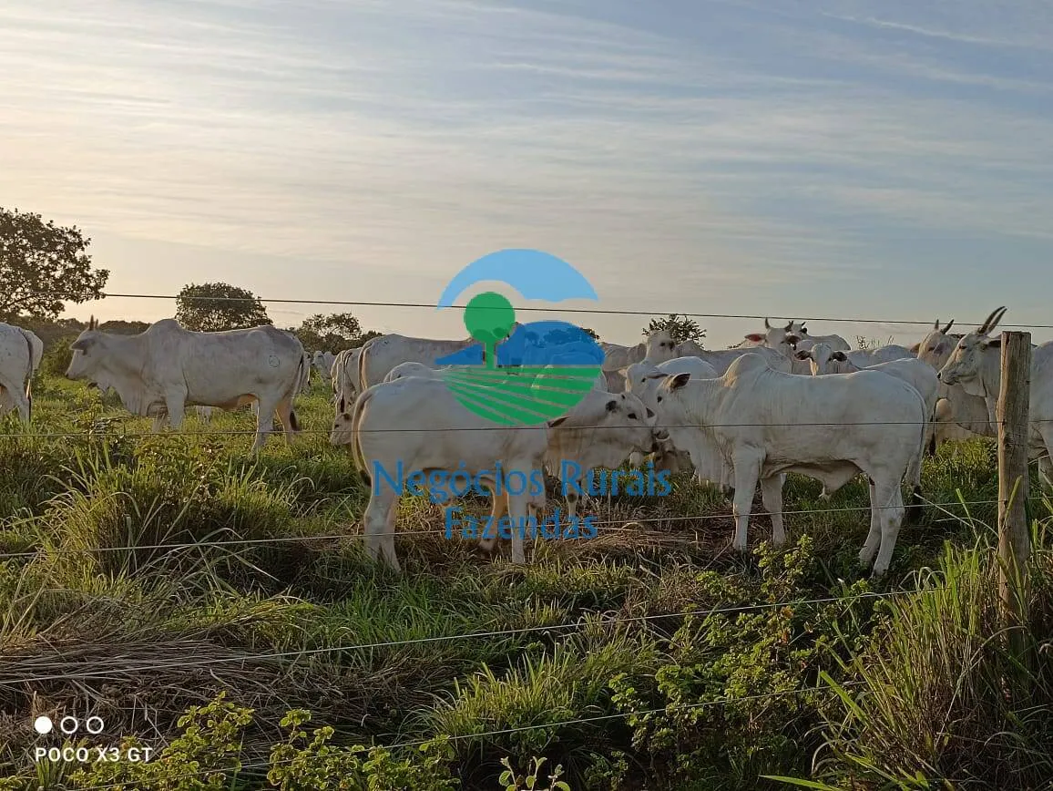 Fazenda à venda de 726 ha em Novo Planalto, GO, Brasil