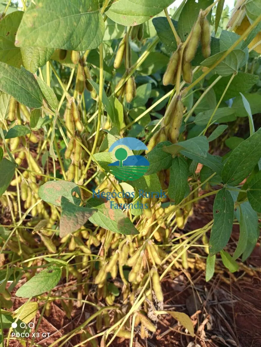 Fazenda à venda de 726 ha em Novo Planalto, GO, Brasil