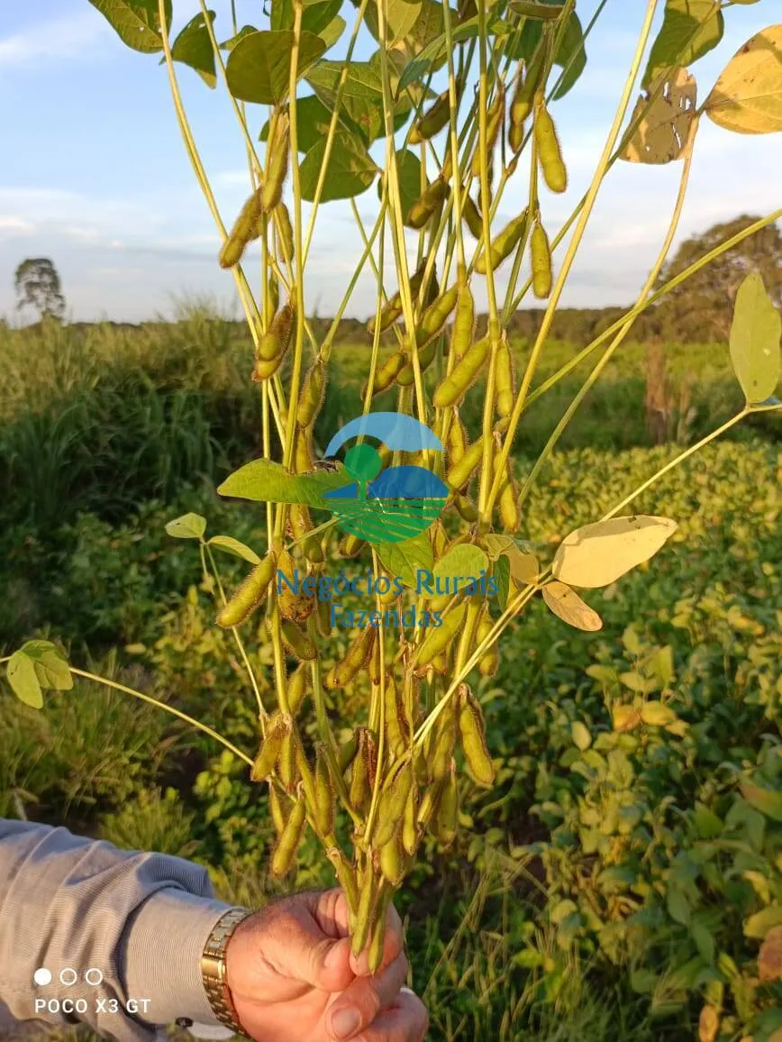 Fazenda à venda de 726 ha em Novo Planalto, GO, Brasil