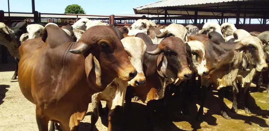 Fazenda à venda de 773 ha em Ribeirão Preto, SP, Brasil