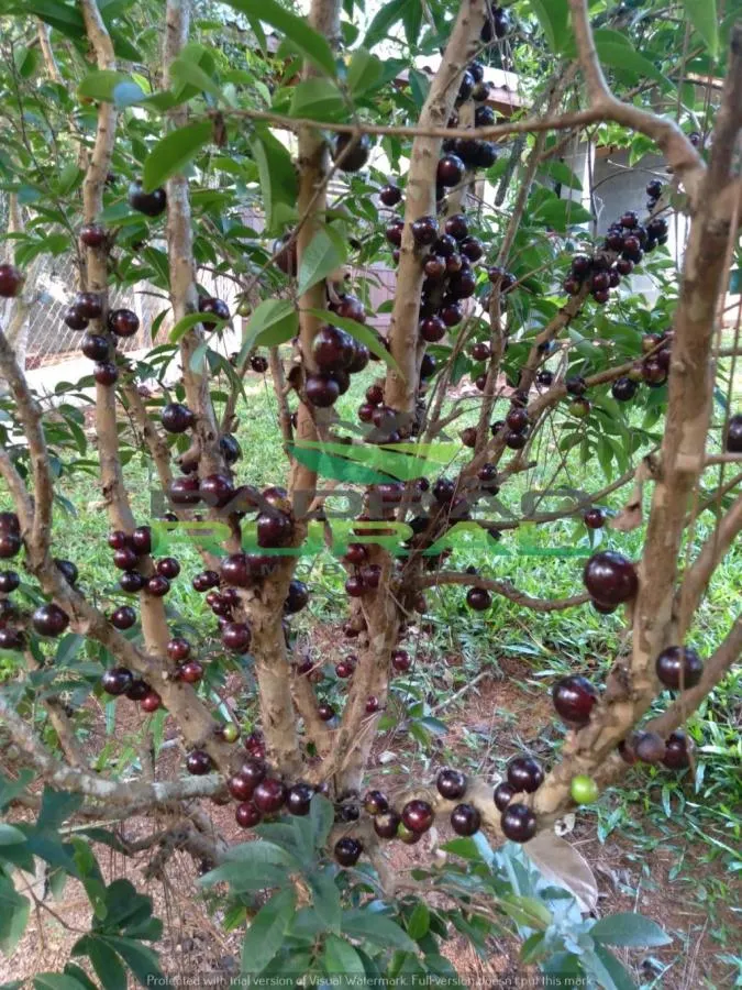 Chácara à venda de 1.250 m² em Mairinque, SP, Brasil