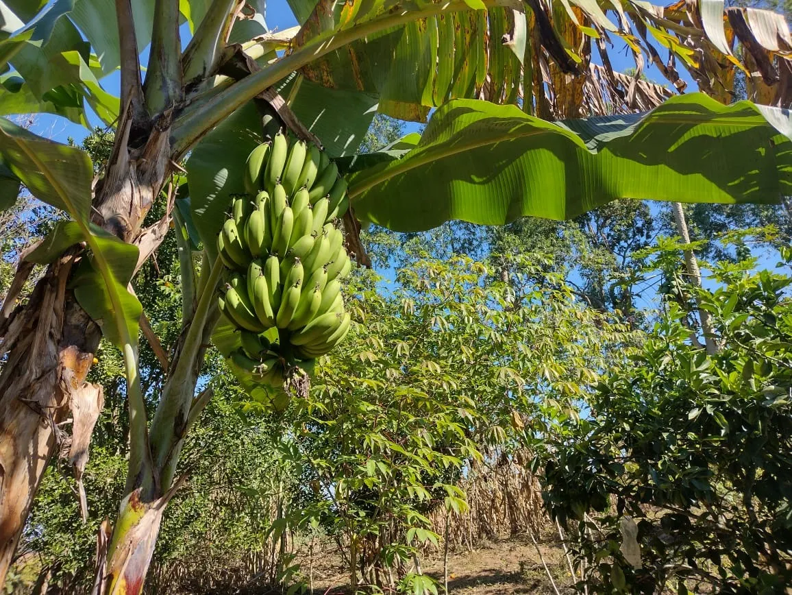 Sítio à venda de 12 ha em Itapetininga, SP, Brasil