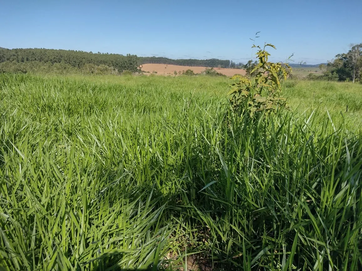 Sítio à venda de 12 ha em Itapetininga, SP, Brasil