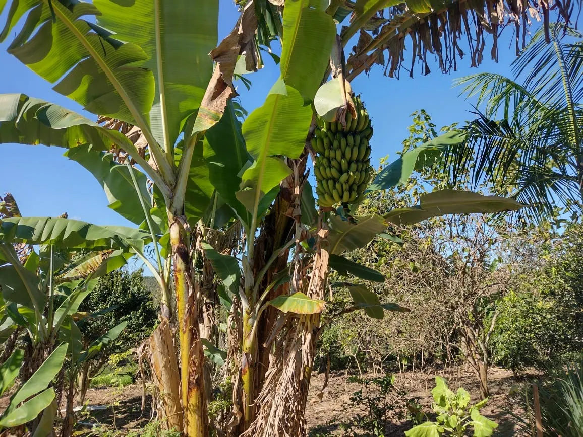 Sítio à venda de 12 ha em Itapetininga, SP, Brasil