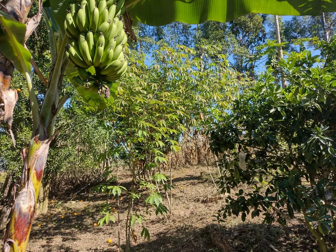 Sítio à venda de 12 ha em Itapetininga, SP, Brasil