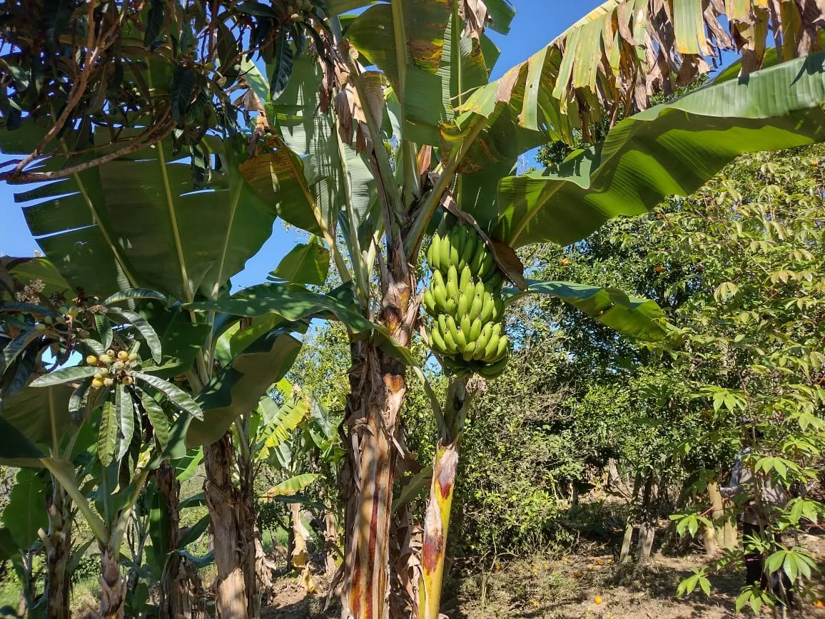 Sítio à venda de 12 ha em Itapetininga, SP, Brasil