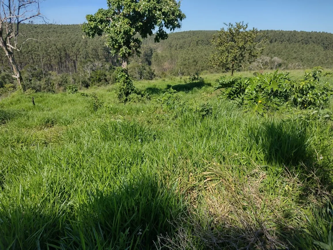 Sítio à venda de 12 ha em Itapetininga, SP, Brasil
