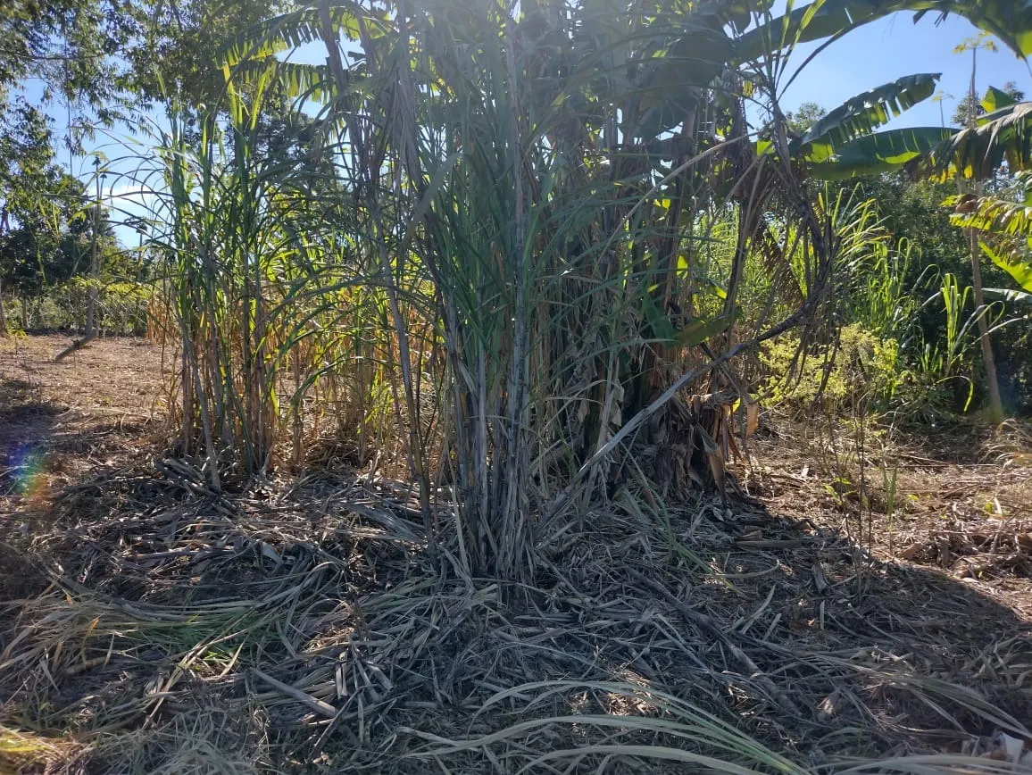 Sítio à venda de 12 ha em Itapetininga, SP, Brasil