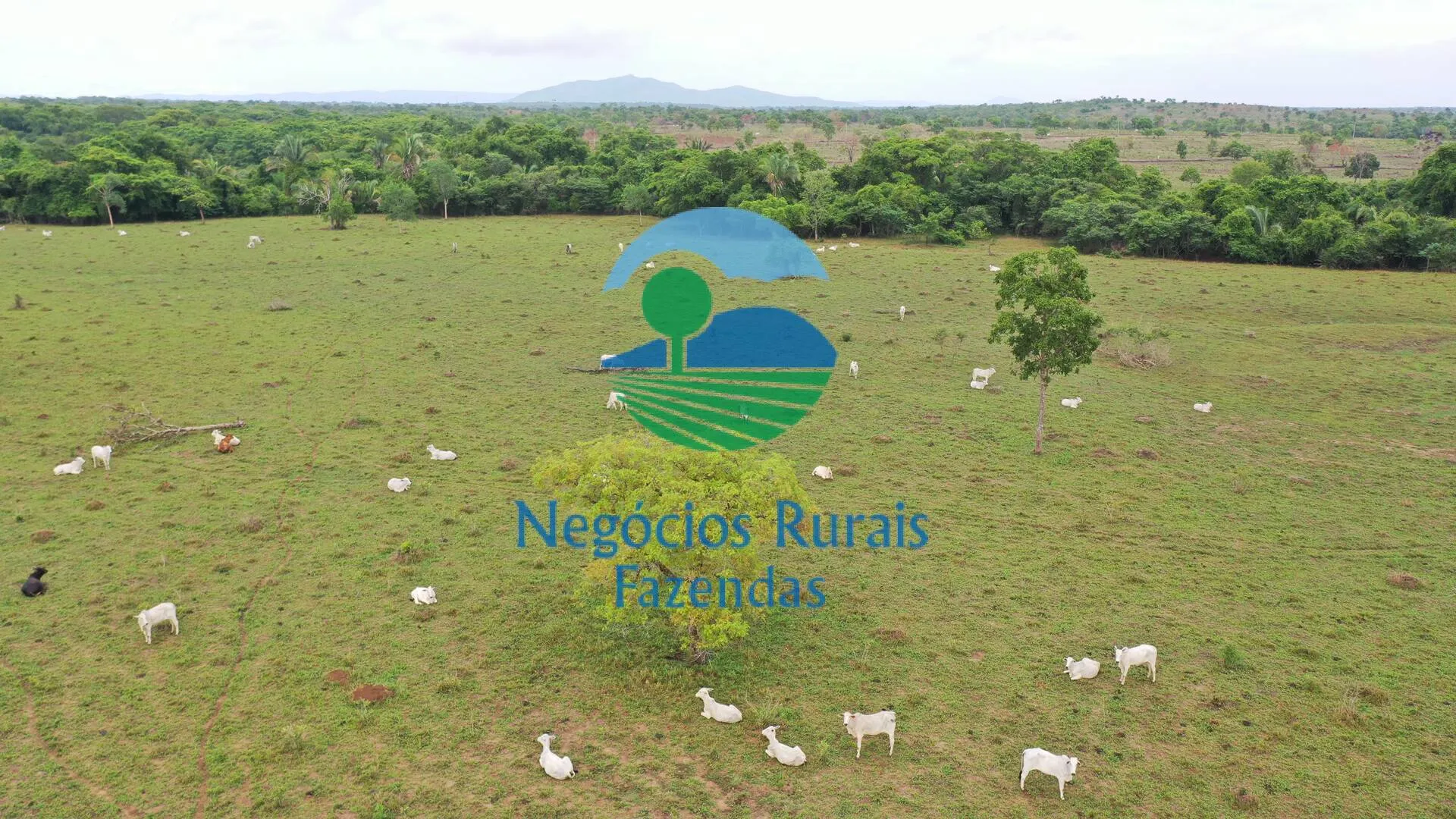 Fazenda à venda de 784 ha em Palmeirópolis, TO, Brasil