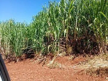 Fazenda à venda de 955 ha em Torrinha, SP, Brasil