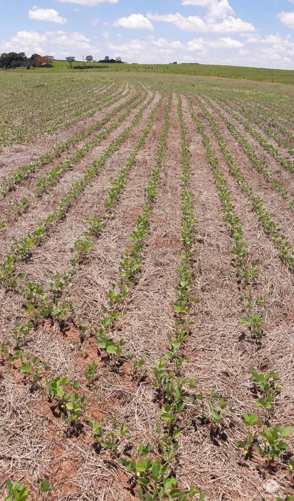 Sítio à venda de 60 ha em Tapejara, PR, Brasil