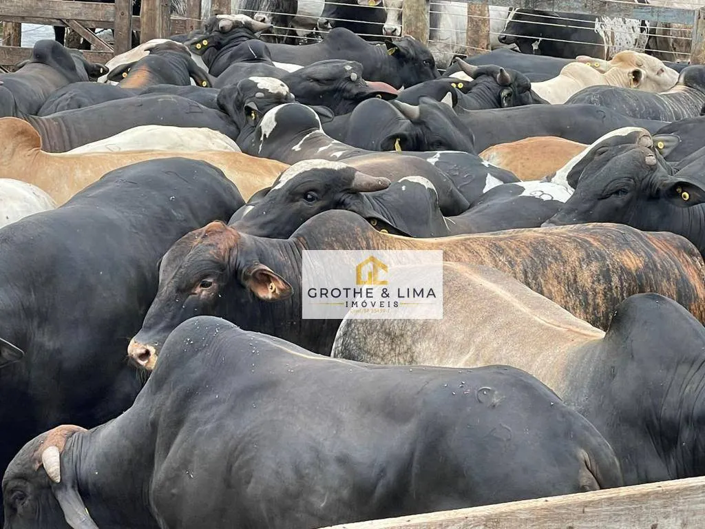 Fazenda à venda de 15.000 ha em Itiquira, MT, Brasil