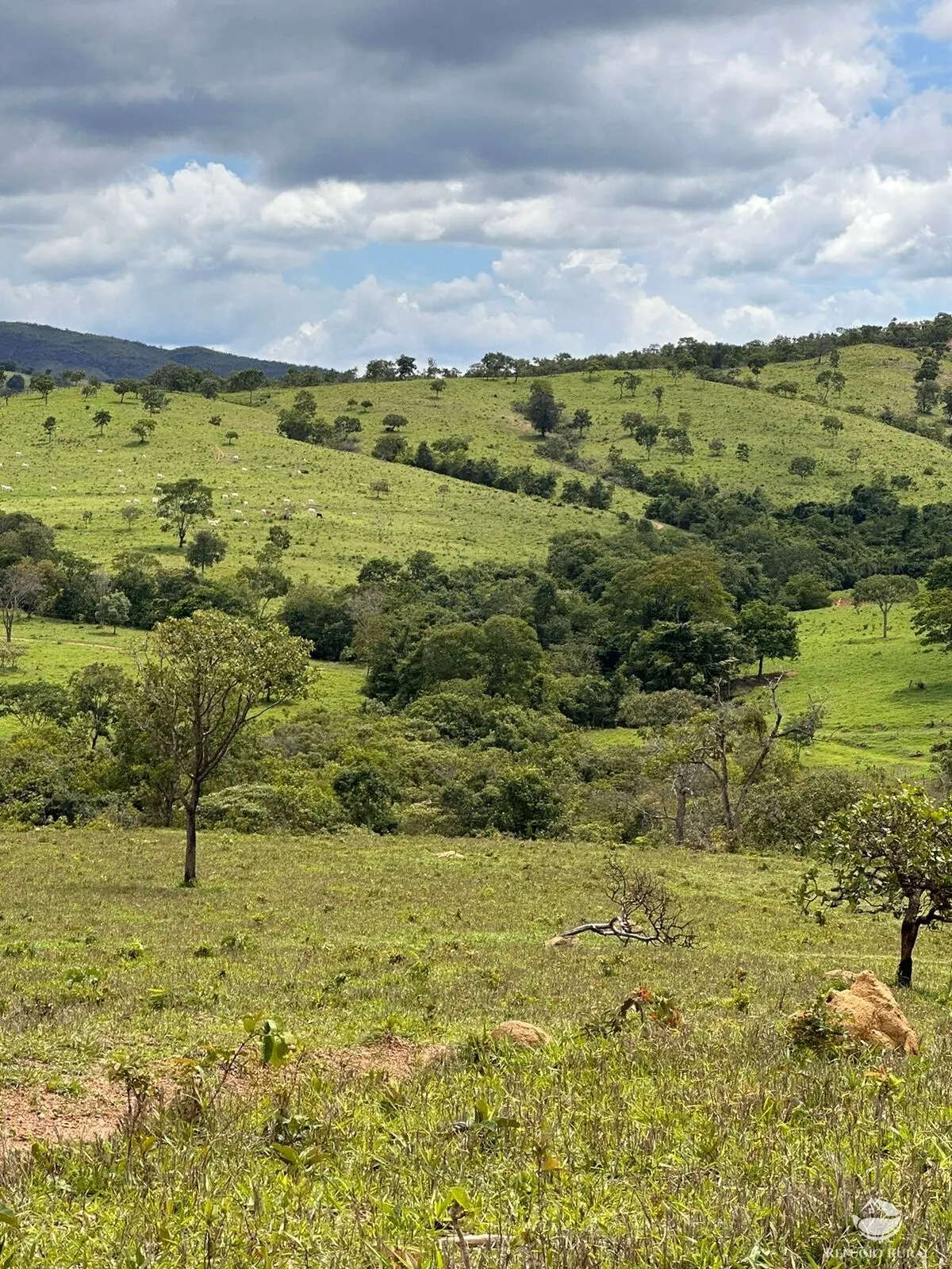 Fazenda à venda de 1.468 ha em Vila Propício, GO, Brasil