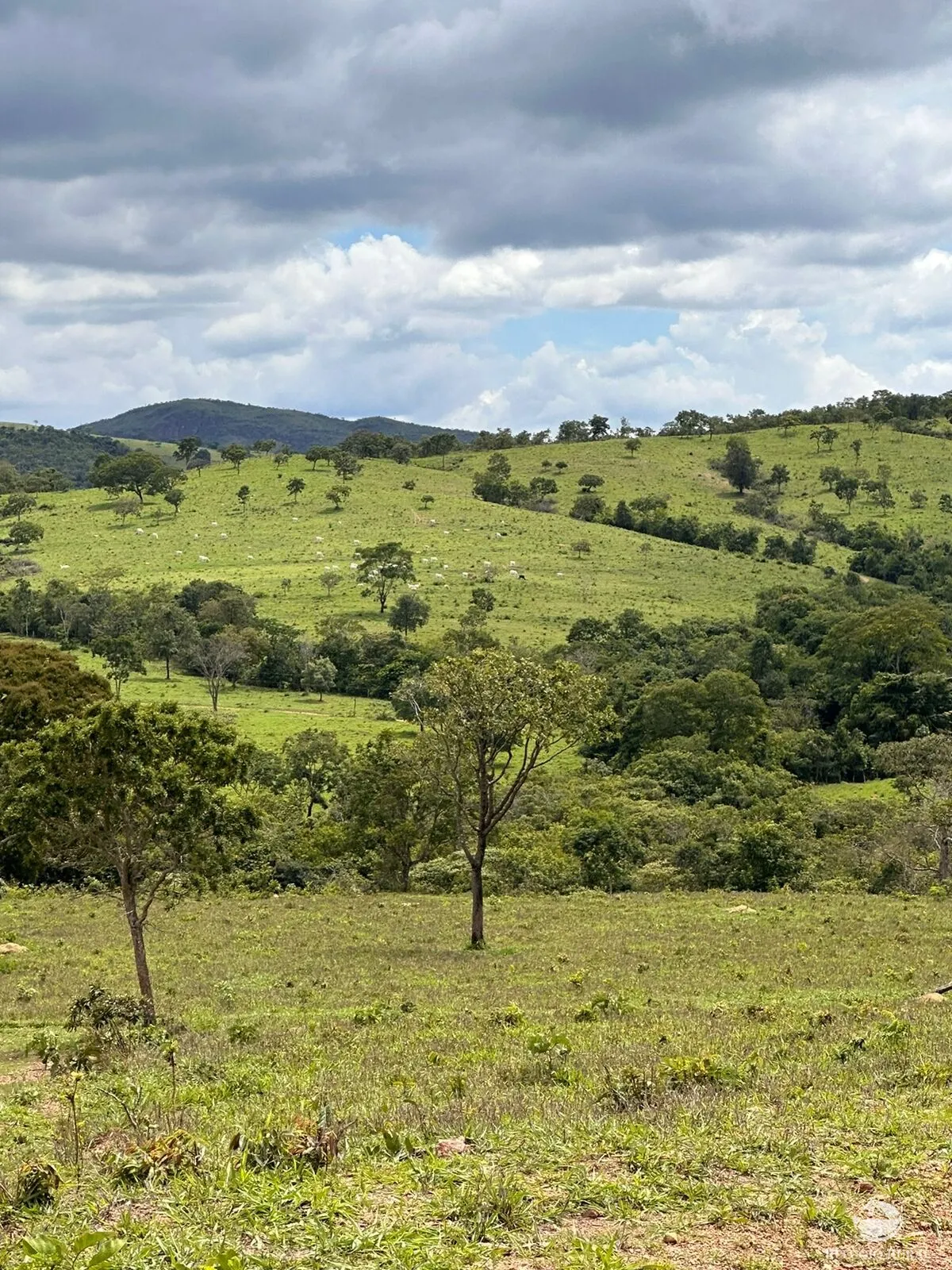 Fazenda à venda de 1.468 ha em Vila Propício, GO, Brasil