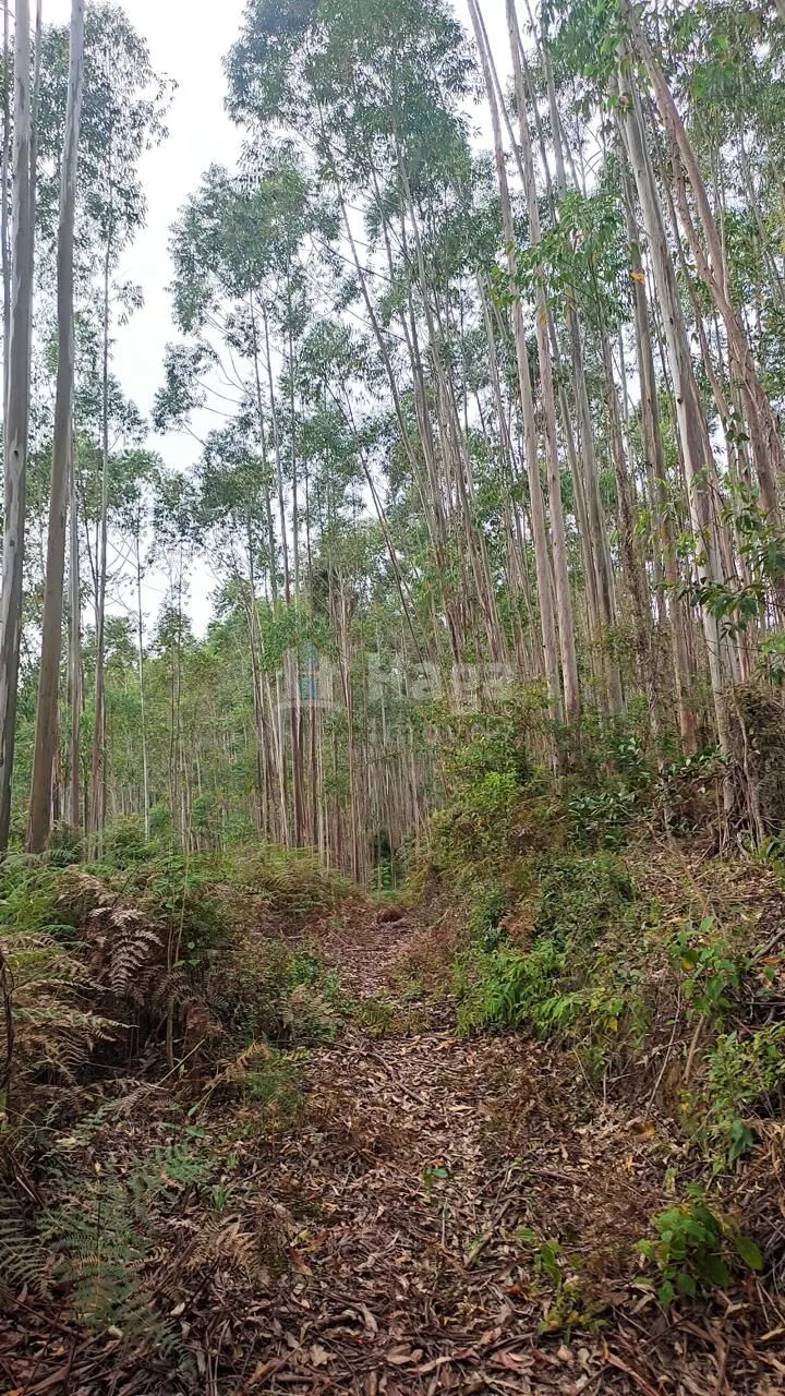 Fazenda à venda de 7 ha em São João Batista, SC, Brasil