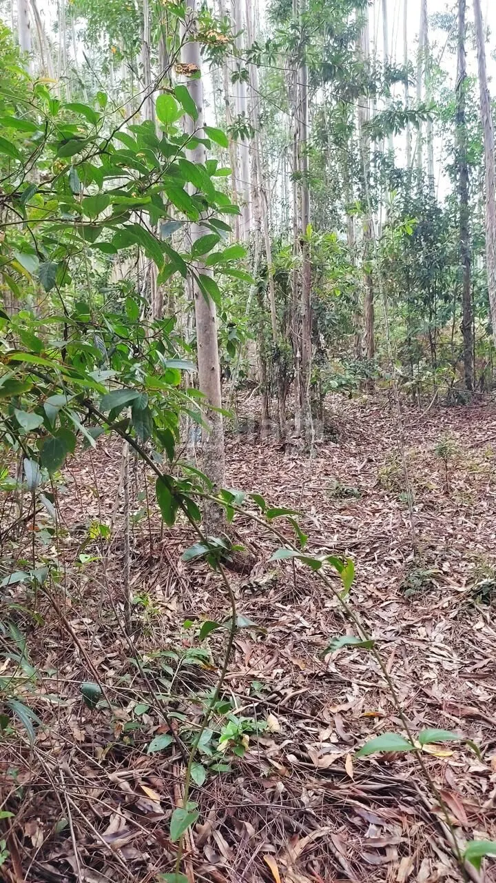 Fazenda à venda de 7 ha em São João Batista, SC, Brasil