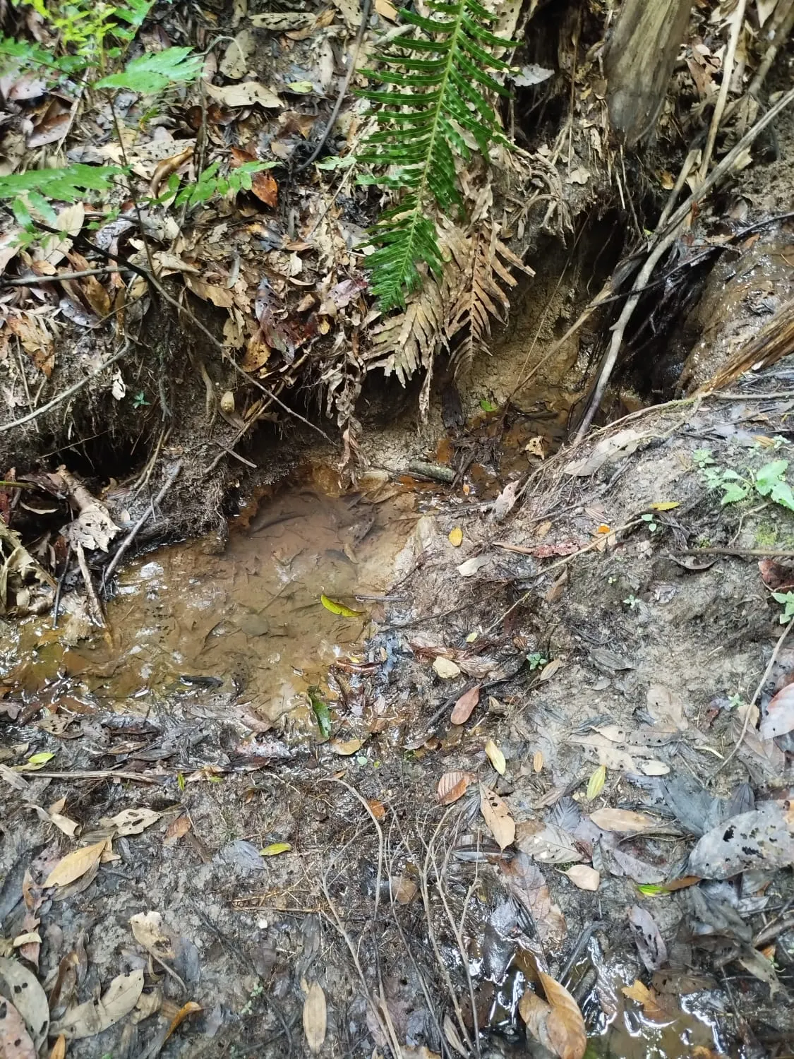 Sítio à venda de 73 ha em Natividade da Serra, SP, Brasil