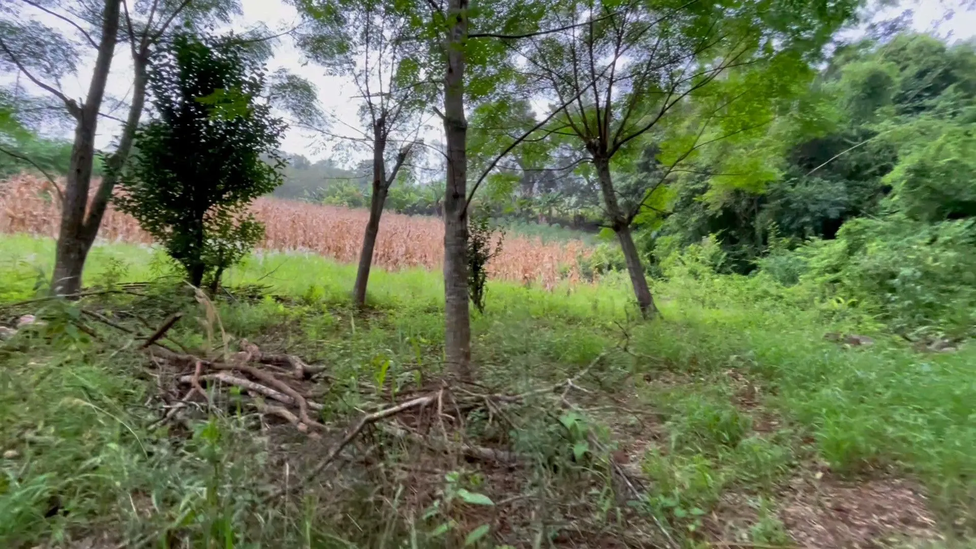 Country home for sale of 2,000 m² in Caraá, RS, Brazil