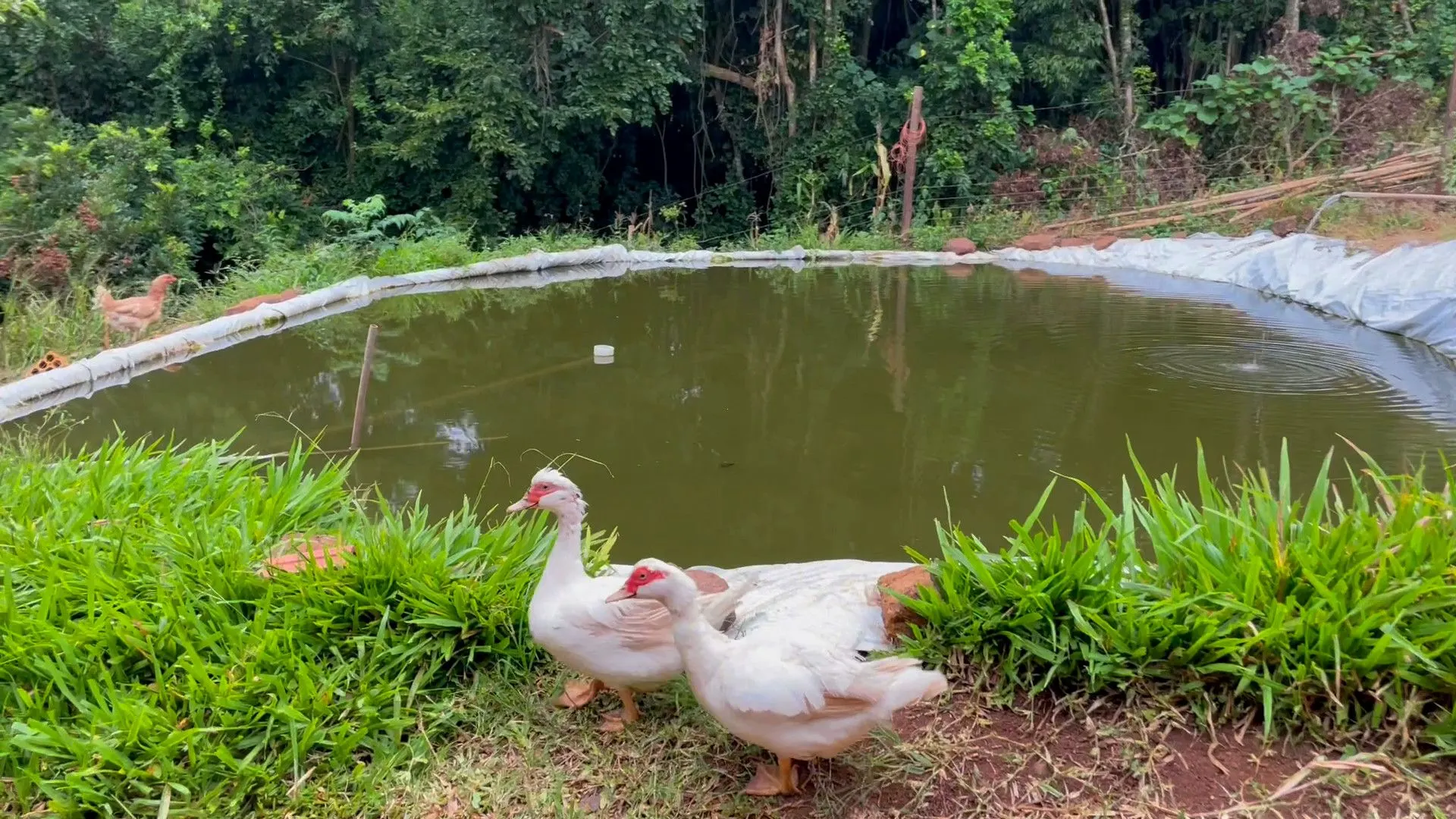 Country home for sale of 2,000 m² in Caraá, RS, Brazil