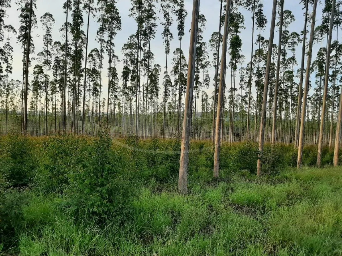 Small farm for sale of 121 acres in Altinópolis, SP, Brazil