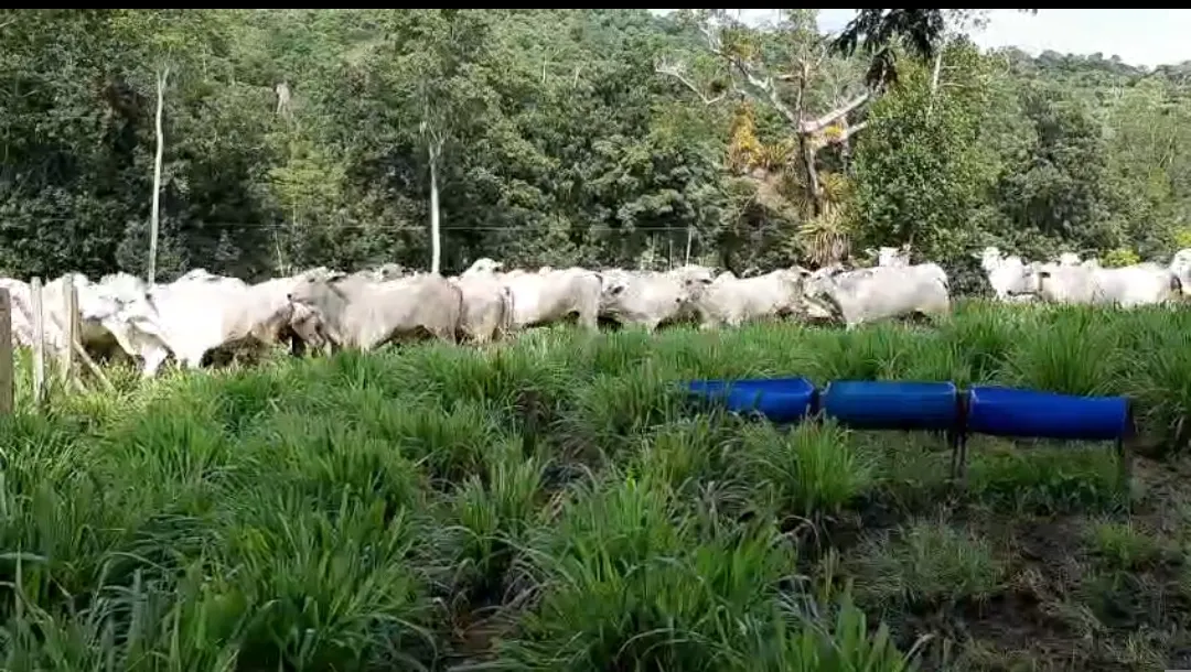 Fazenda à venda de 108 ha em Coaraci, BA, Brasil