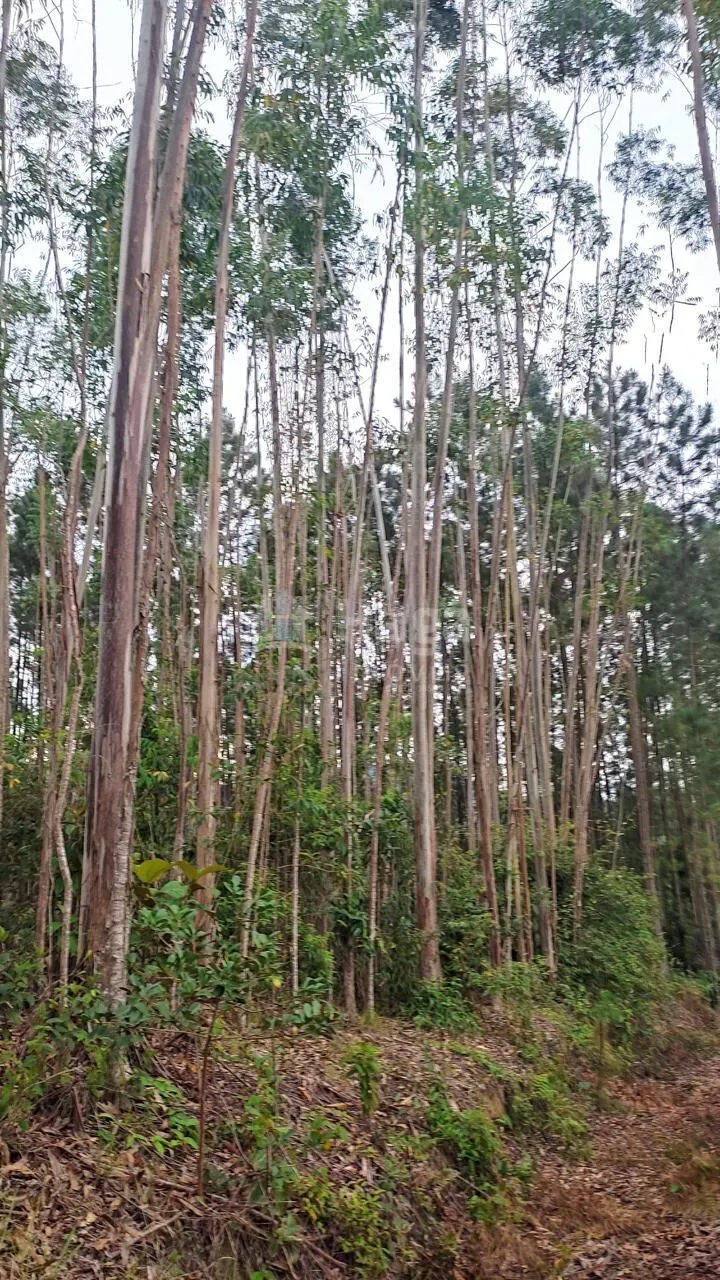 Terreno à venda de 7 ha em São João Batista, SC, Brasil