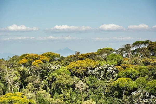Fazenda à venda de 250 ha em Juquitiba, SP, Brasil