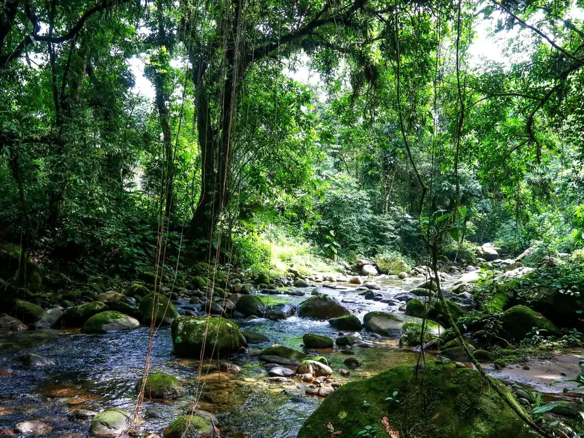 Fazenda à venda de 250 ha em Juquitiba, SP, Brasil