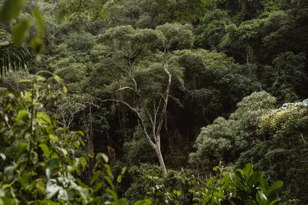 Fazenda à venda de 250 ha em Juquitiba, SP, Brasil