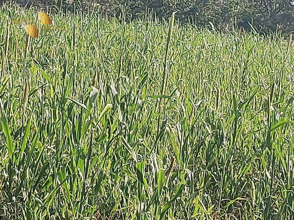 Farm for sale of 8,649 acres in Campo Verde, MT, Brazil