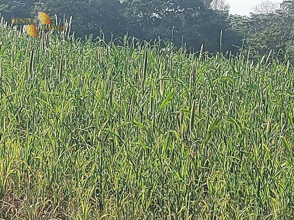 Farm for sale of 8,649 acres in Campo Verde, MT, Brazil