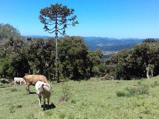 Sítio à venda de 71 ha em Urubici, SC, Brasil