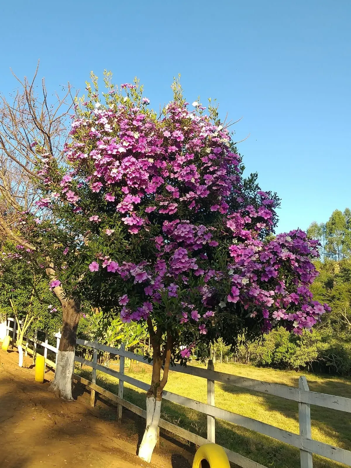 Small farm for sale of 24 acres in Paraisópolis, MG, Brazil