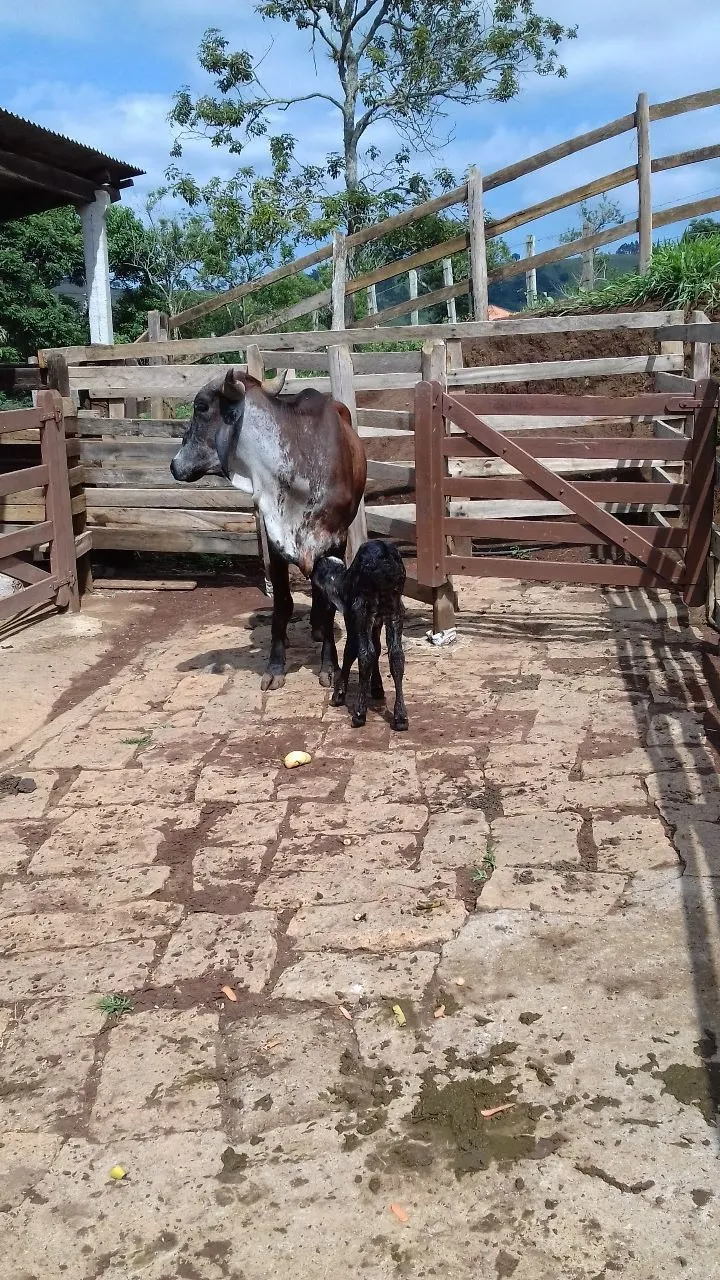 Small farm for sale of 24 acres in Paraisópolis, MG, Brazil