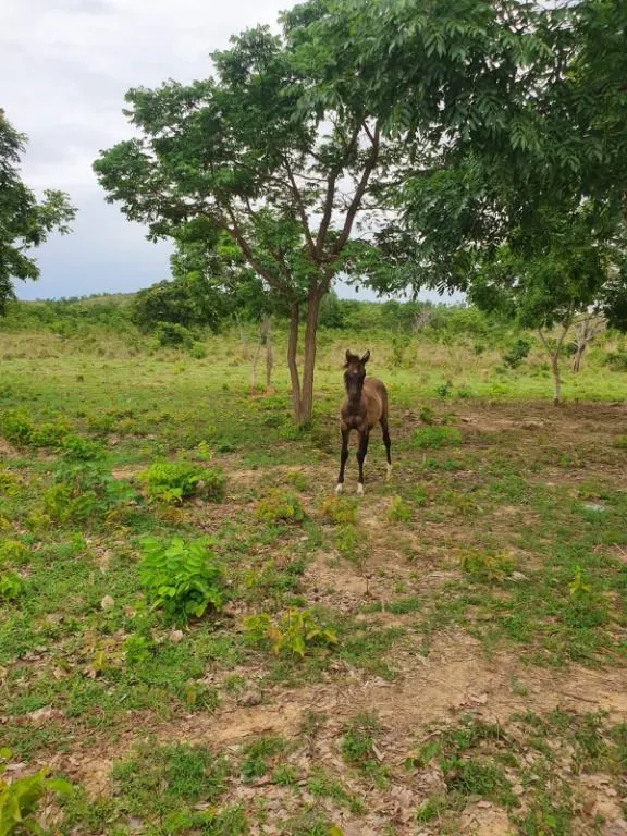 Sítio à venda de 70 ha em Nobres, MT, Brasil
