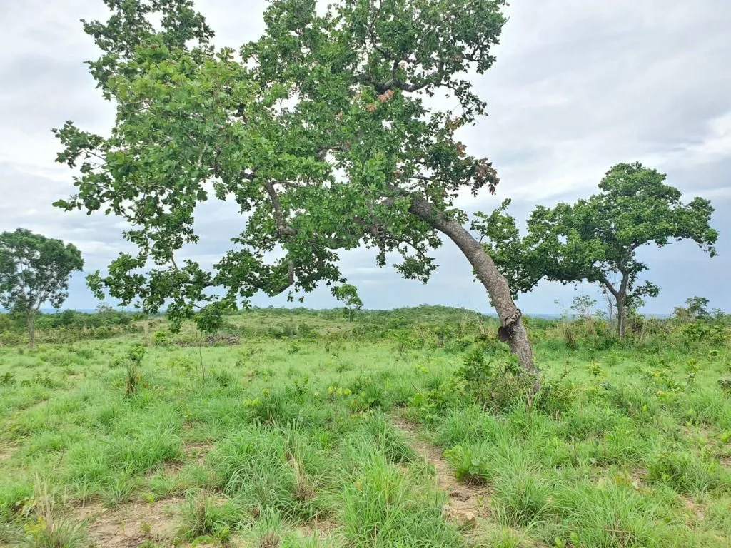 Sítio à venda de 70 ha em Nobres, MT, Brasil