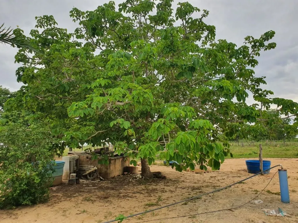 Sítio à venda de 70 ha em Nobres, MT, Brasil