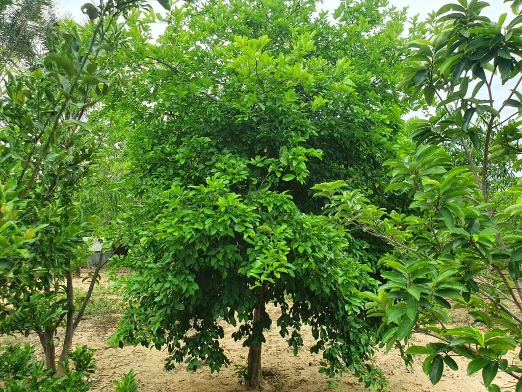 Sítio à venda de 70 ha em Nobres, MT, Brasil
