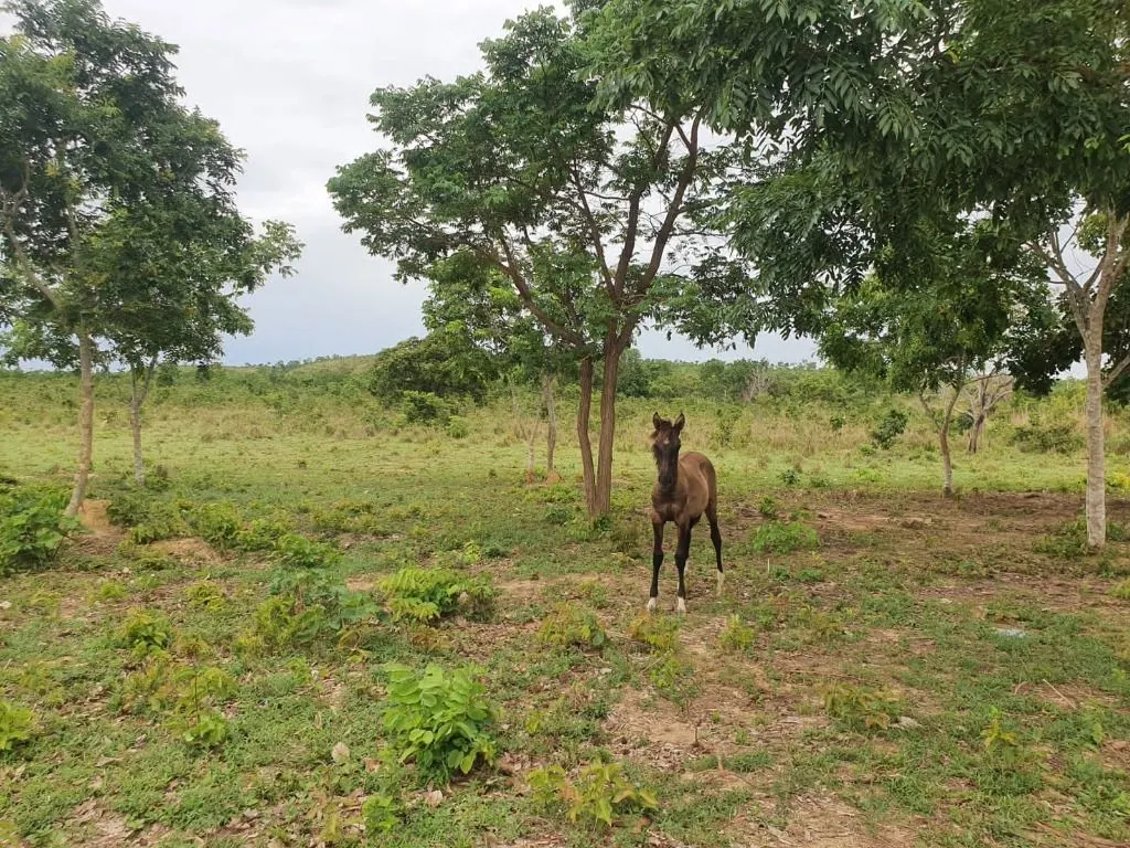 Sítio à venda de 70 ha em Nobres, MT, Brasil