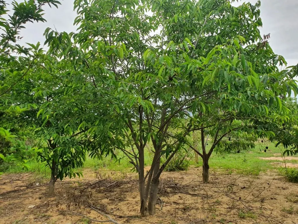 Sítio à venda de 70 ha em Nobres, MT, Brasil