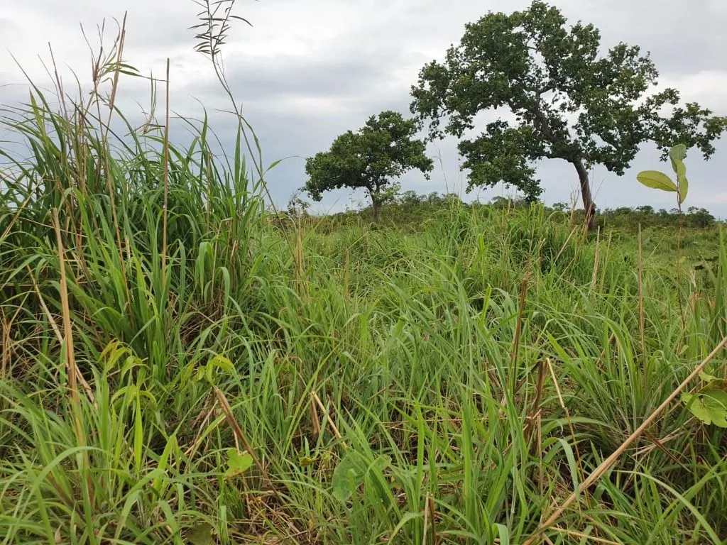 Sítio à venda de 70 ha em Nobres, MT, Brasil
