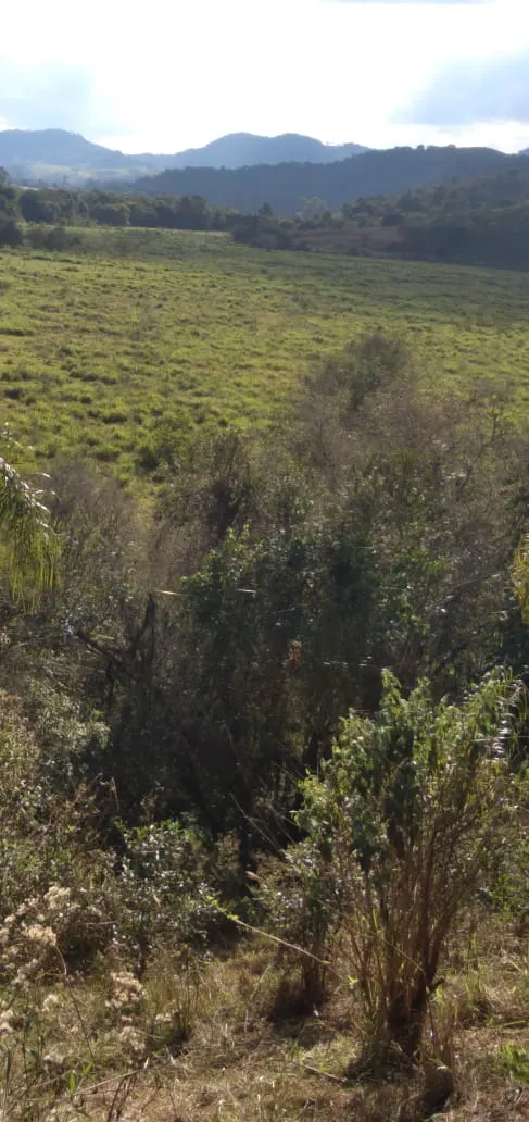 Fazenda à venda de 303 ha em Pouso Alegre, MG, Brasil