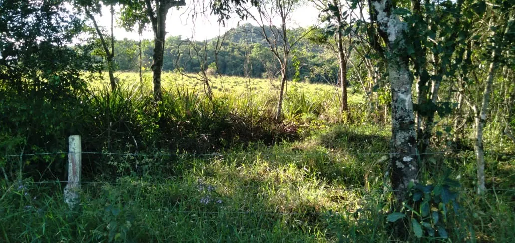 Fazenda à venda de 303 ha em Pouso Alegre, MG, Brasil