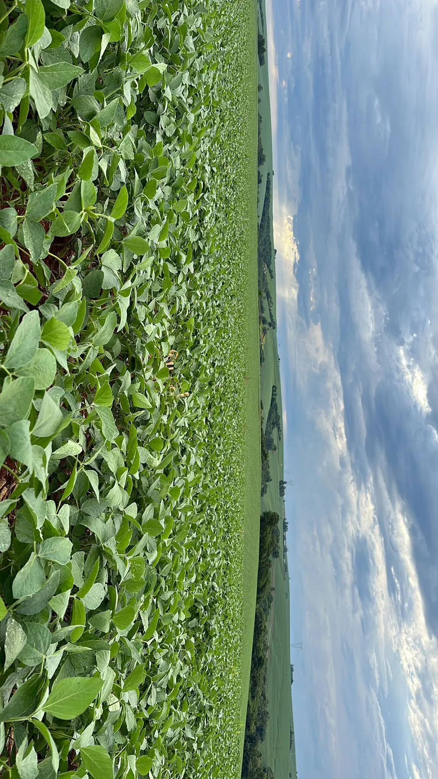 Fazenda à venda de 41 ha em Cascavel, PR, Brasil