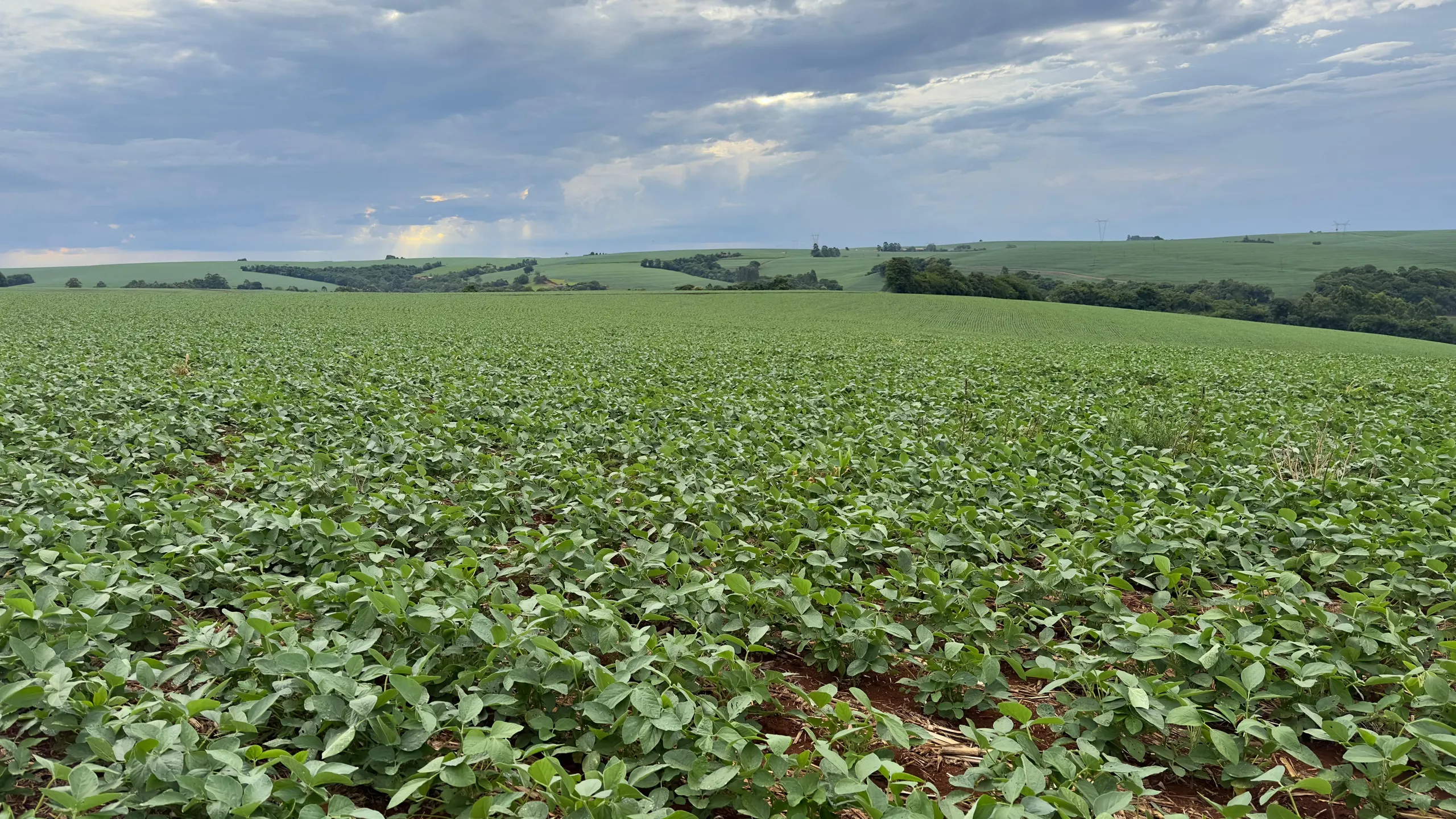 Fazenda à venda de 41 ha em Cascavel, PR, Brasil