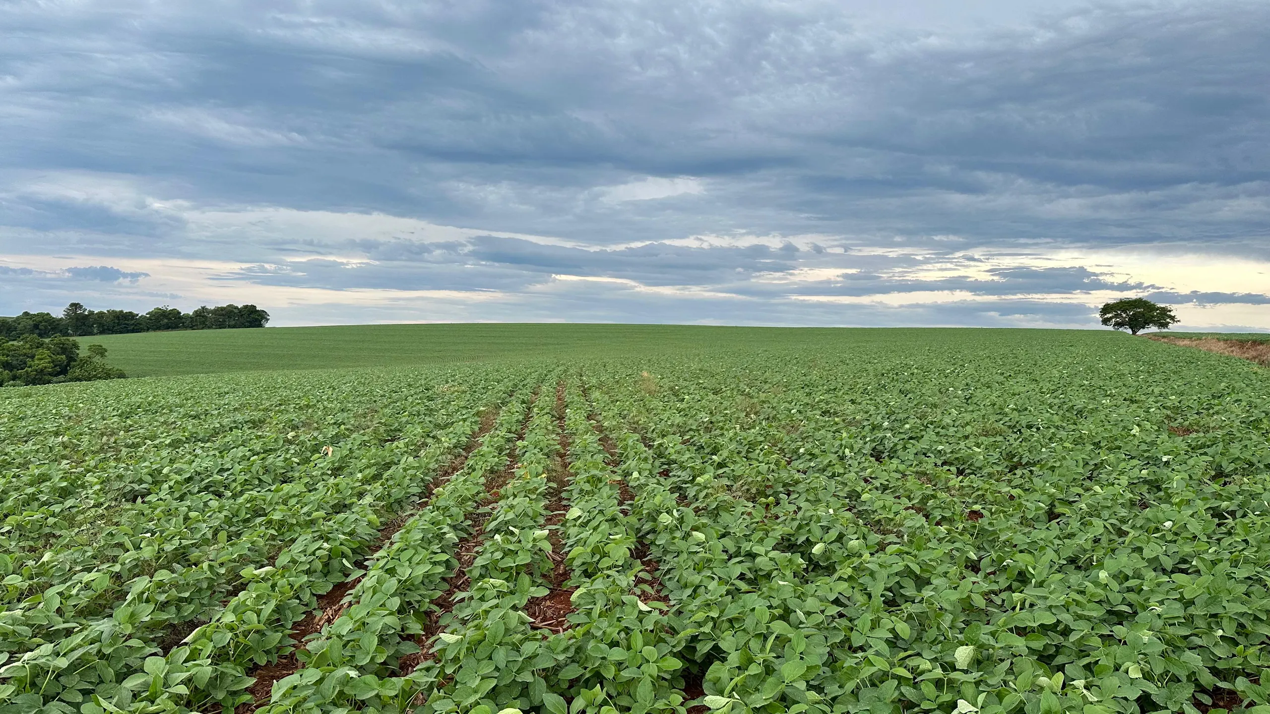 Fazenda à venda de 41 ha em Cascavel, PR, Brasil
