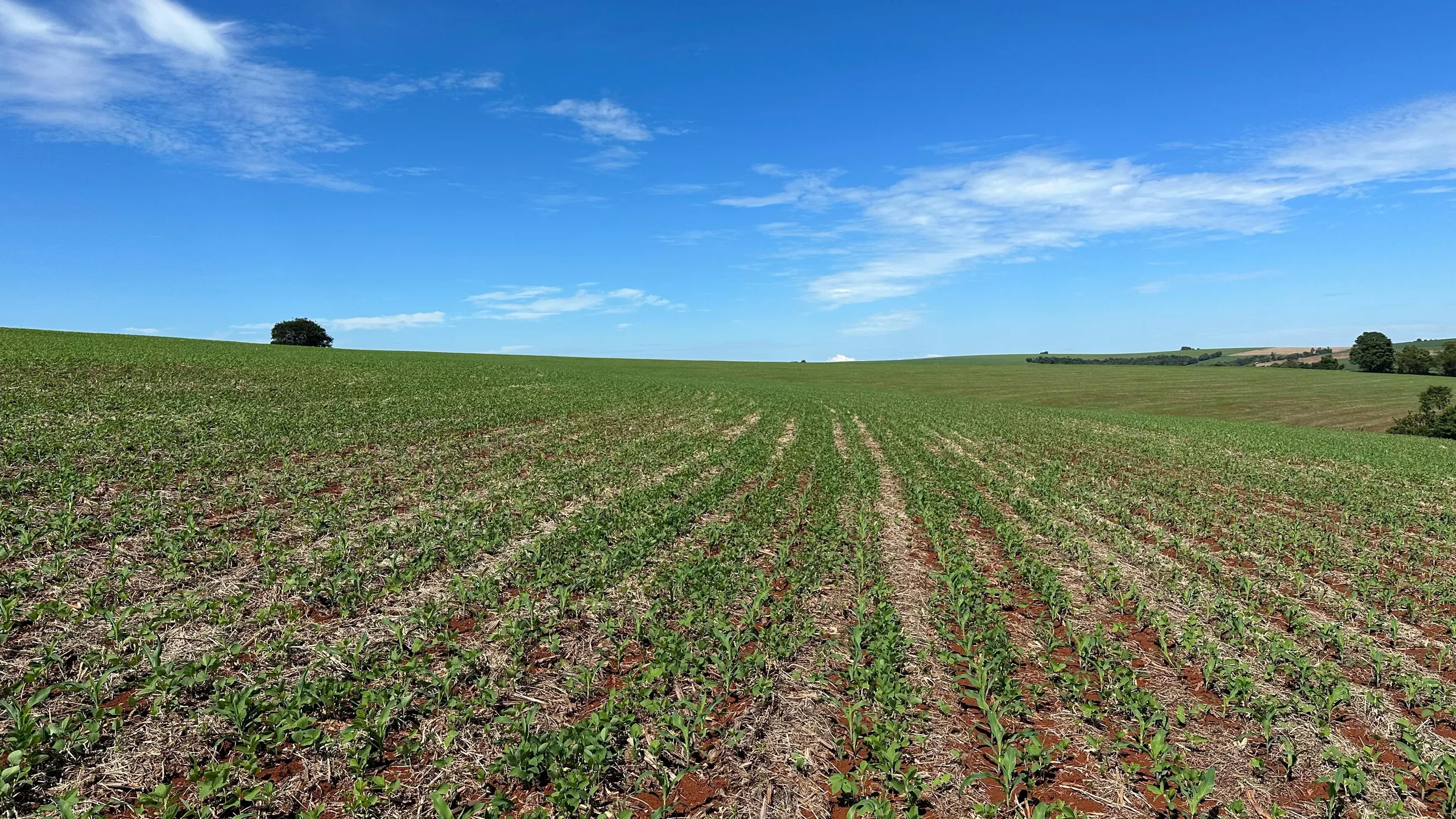 Fazenda à venda de 41 ha em Cascavel, PR, Brasil
