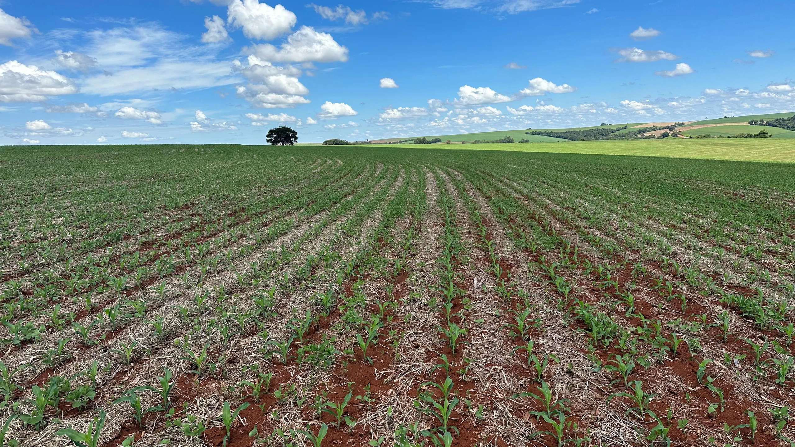 Fazenda à venda de 41 ha em Cascavel, PR, Brasil